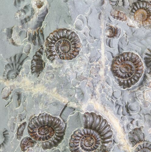 Ammonite (Promicroceras) Cluster - Somerset, England #63491